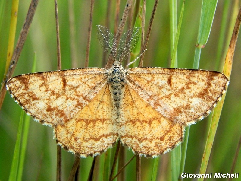 Ematurga atomaria : maschio e femmina